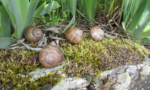 Schnecken 