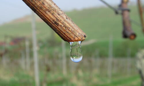 Weinruten im Frühjahr 