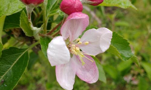 Apfelblüte in Pfedelbach 