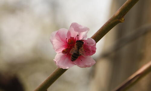  Pfirsichblüte 