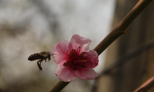 Pfirsichblüte 