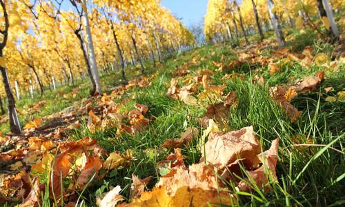 Weinberg im Herbst 