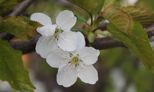 Kirschblüte 